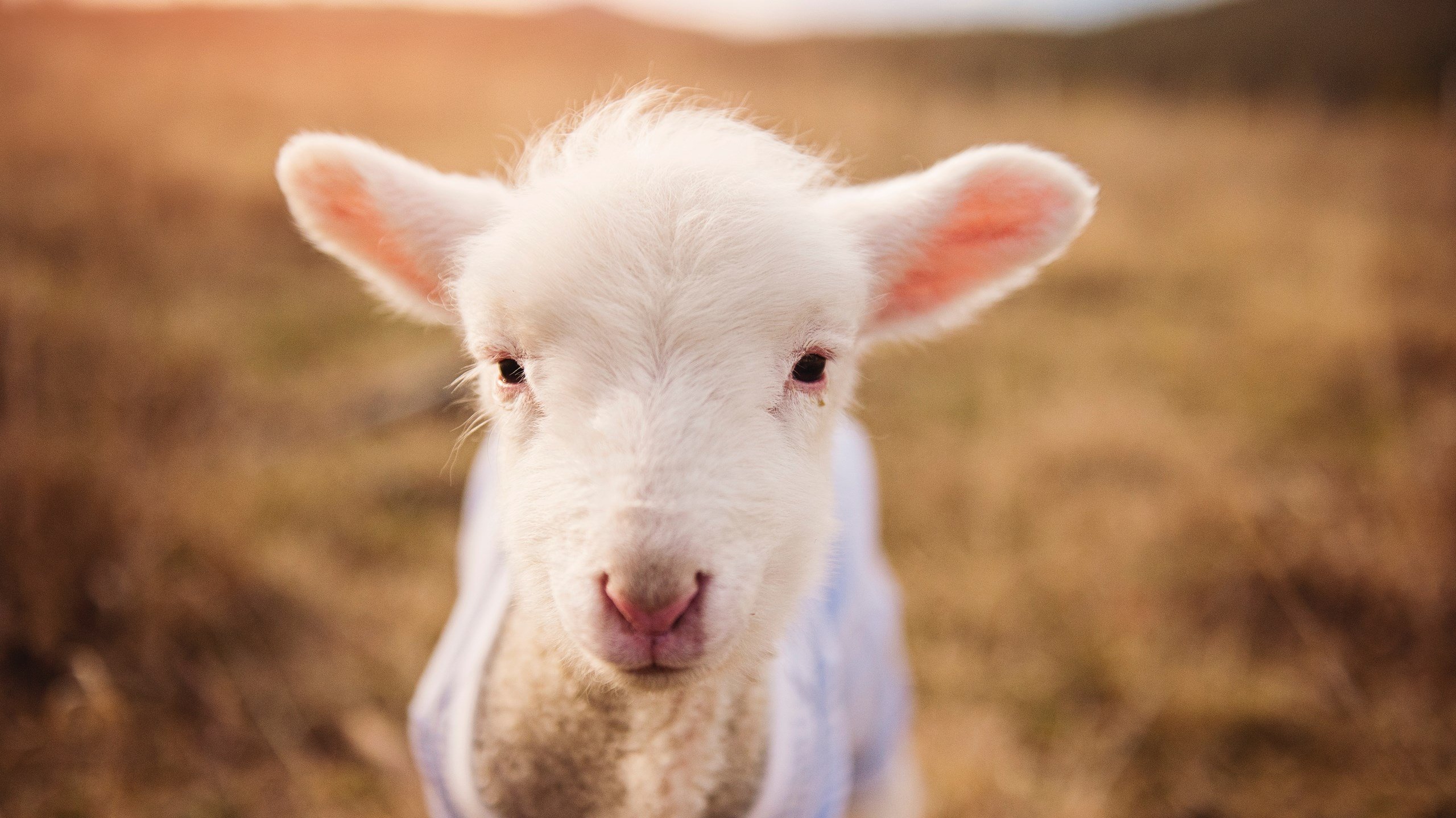 破局者巴雷拉,一人撕裂威尔士的钢铁防线,主宰绿茵命运走向