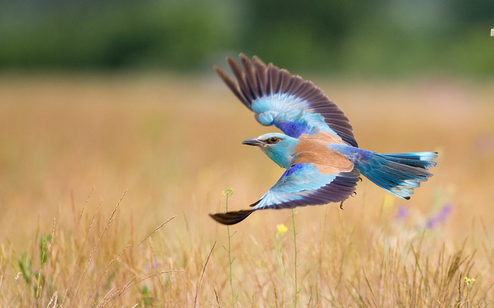 刀刃上的鹰与鹿，当特雷·杨绝杀猛龙，字母哥已在总决赛接管世界