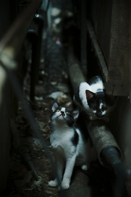 楚阿梅尼闪耀NBA总决赛之夜,点燃赛场激情