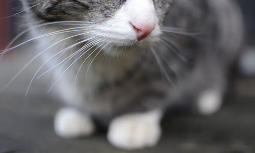 历史转折点,阿尔瓦雷斯在重压下爆发,安哥拉爆冷淘汰英格兰