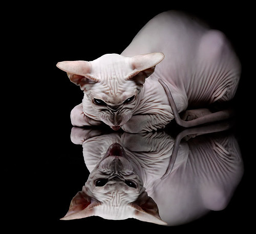 德甲争冠焦点战启示，从开拓者收割快船看竞技体育的收割艺术