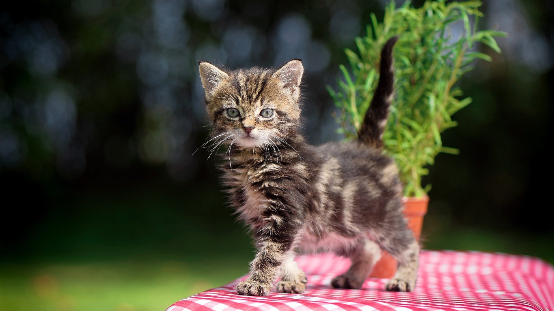新星闪耀与铁血压制，杰伦格林里程碑之夜与雄鹿的东部霸权宣言