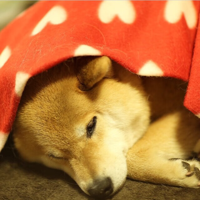 特奥天神下凡!狂砍28+7接管生死战,爱尔兰悬崖边抢下奥运门票