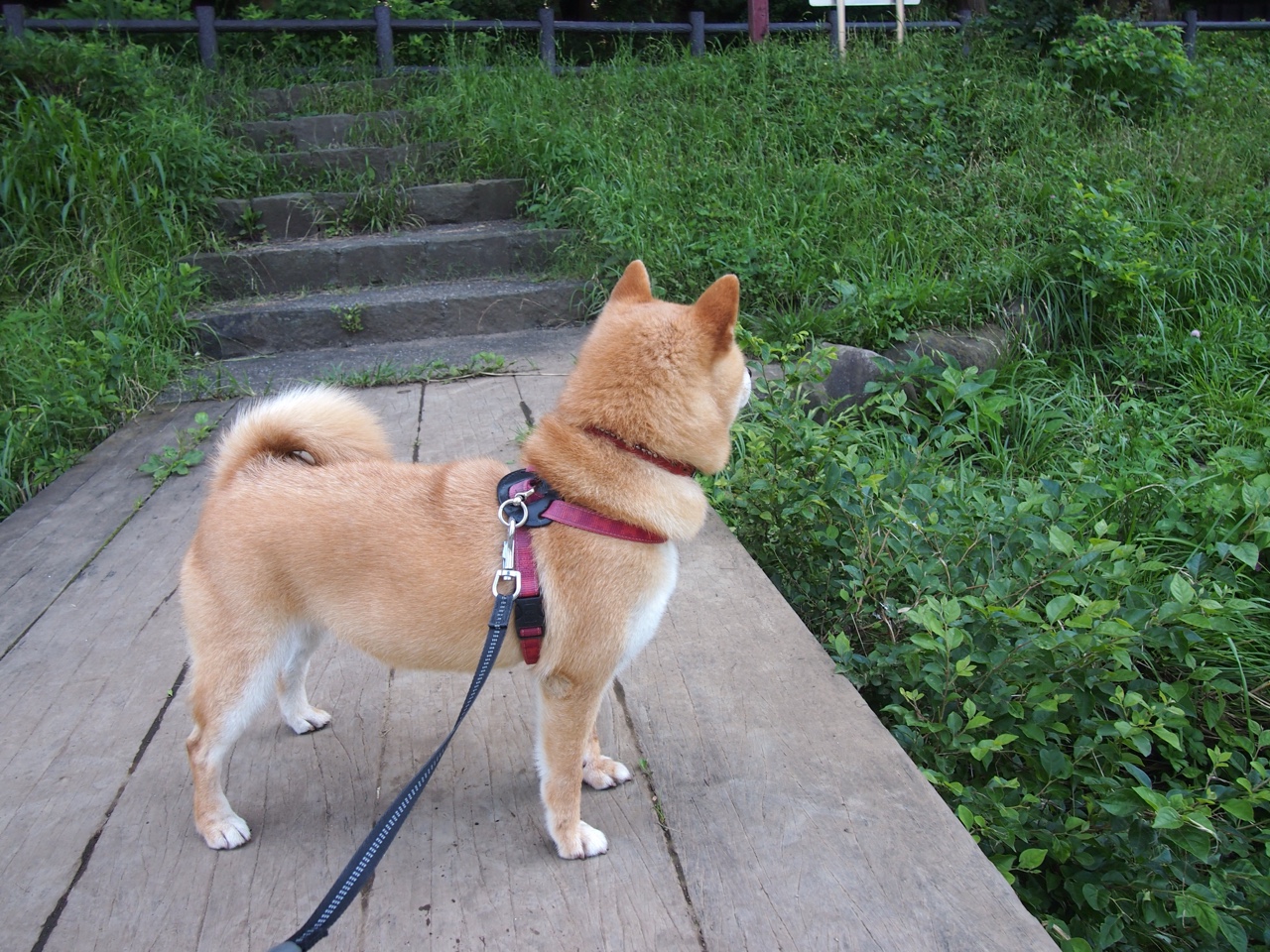 西甲国家德比，皇马如爵士狂潮，冲垮巴萨的步行者防线