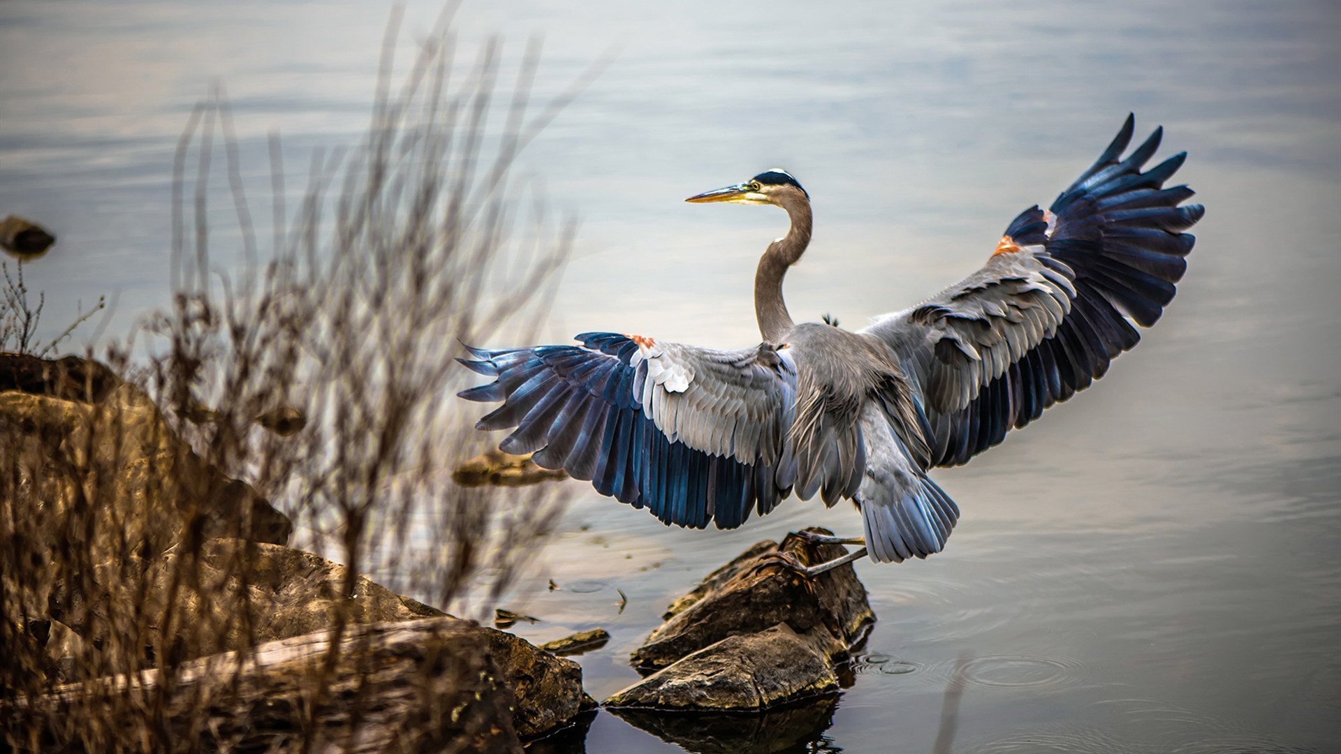 神兵天降！范弗利特单骑救主，猛龙绝境逆转篮网