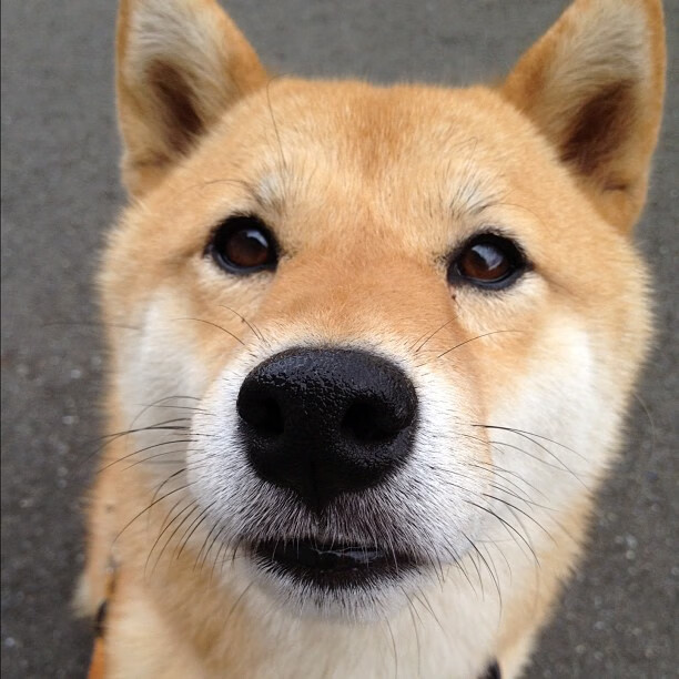 当掘金洪流碾过爵士防线，戈贝尔用沉默的统治定义了冠军级表现