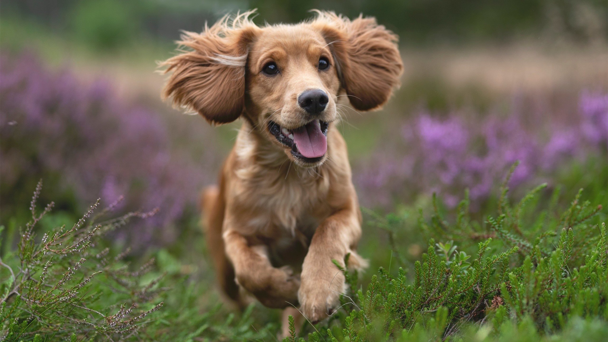 班凯罗全程高能输出,76人强压尼克斯夺关键胜利