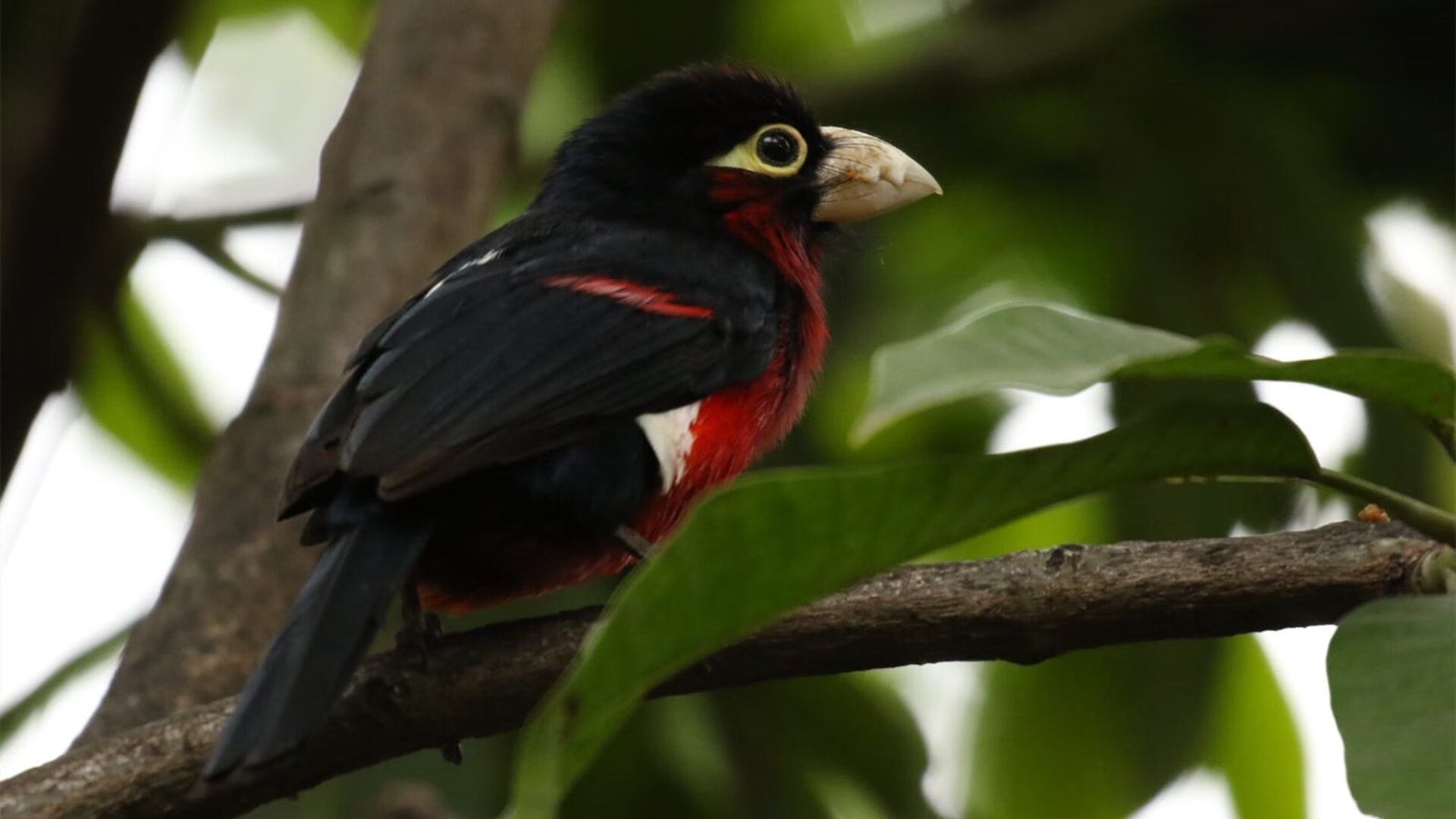 文班亚马统治攻防，国王轻取尼克斯
