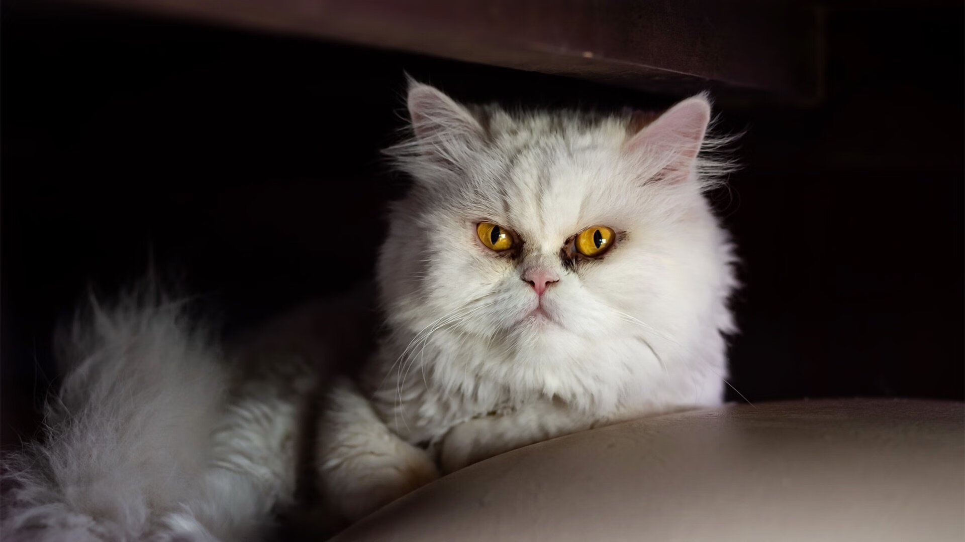 速度与荣耀,F1新赛季揭幕战焦点战与波兰淘汰伊拉克的体育交响曲