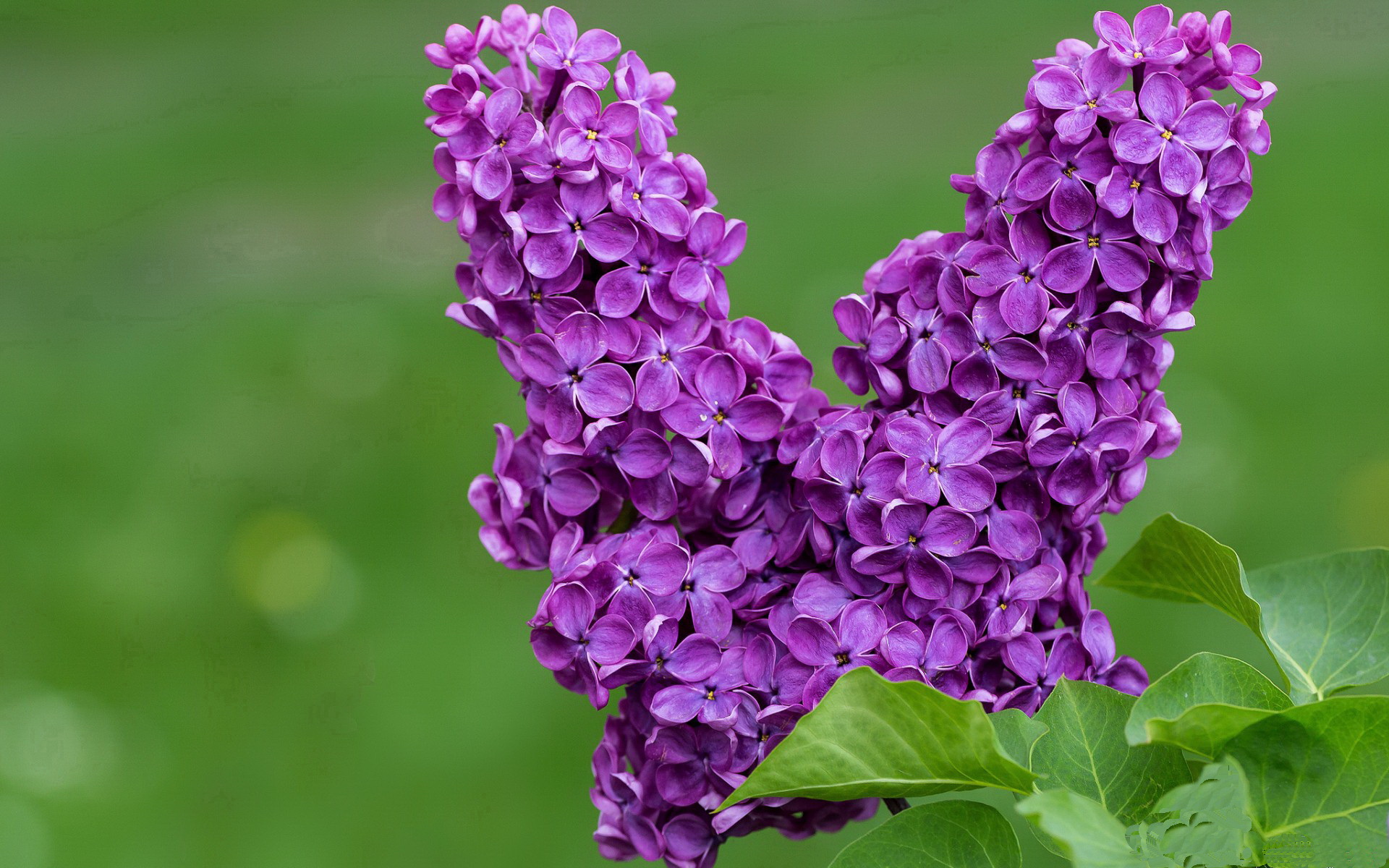 冷刃割夜,欧冠赛场的皇权收割与大场面先生孔德的炼成