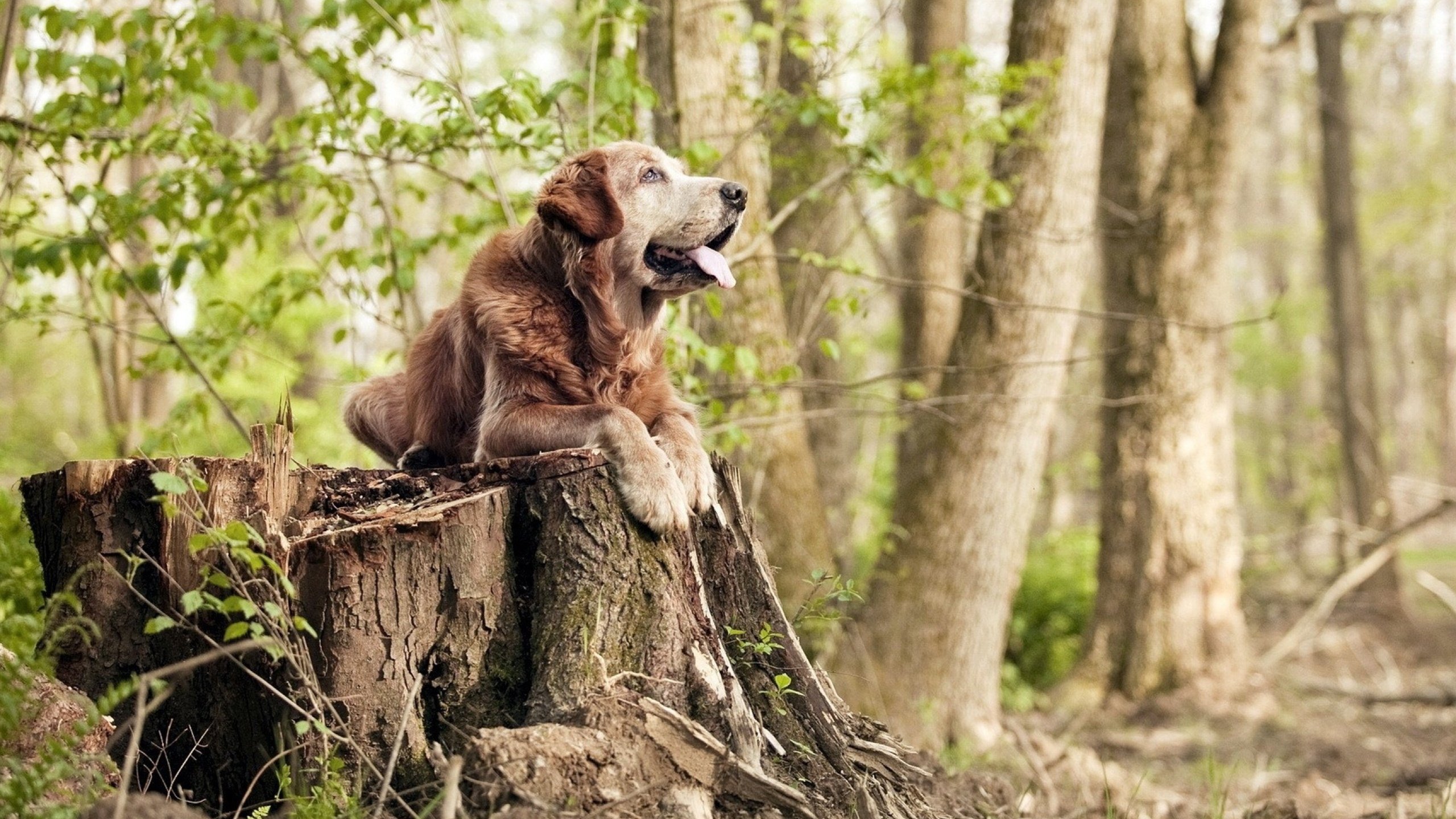 足球双响炮，芬兰爆冷淘汰哥斯达黎加，萨拉赫欧冠赛场独揽风云