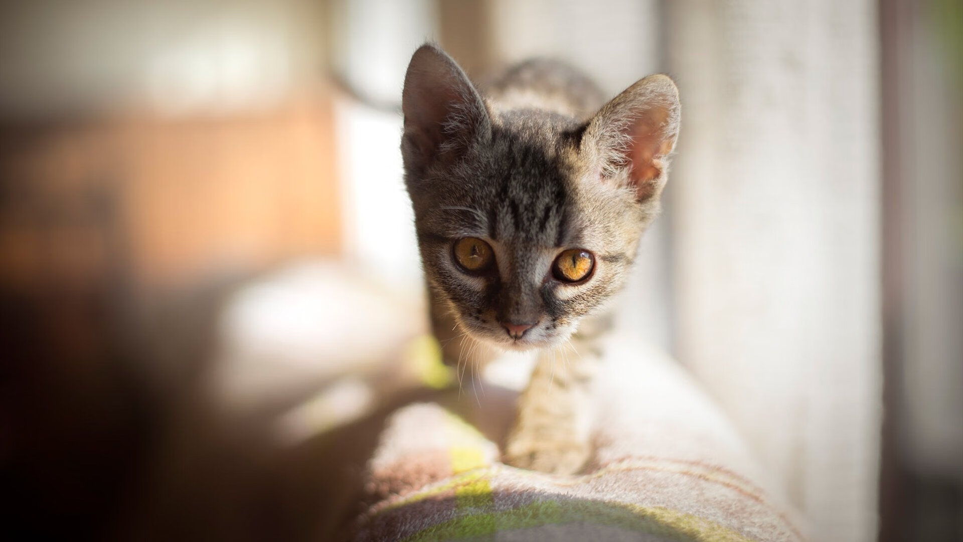 钢铁意志碾压欧洲红魔，2026世界杯德国战车窒息式压迫奏凯