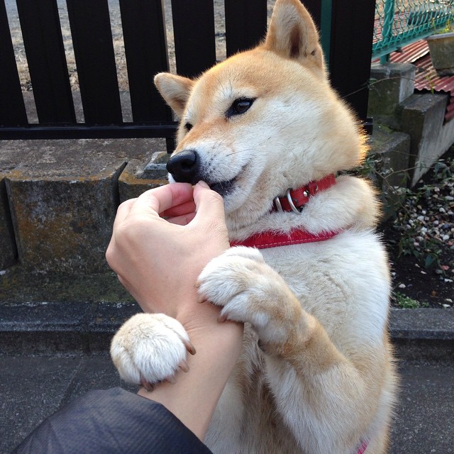 绿茵烽火，爱尔兰巨人如何碾碎阿森纳，苏亚雷斯一战封神