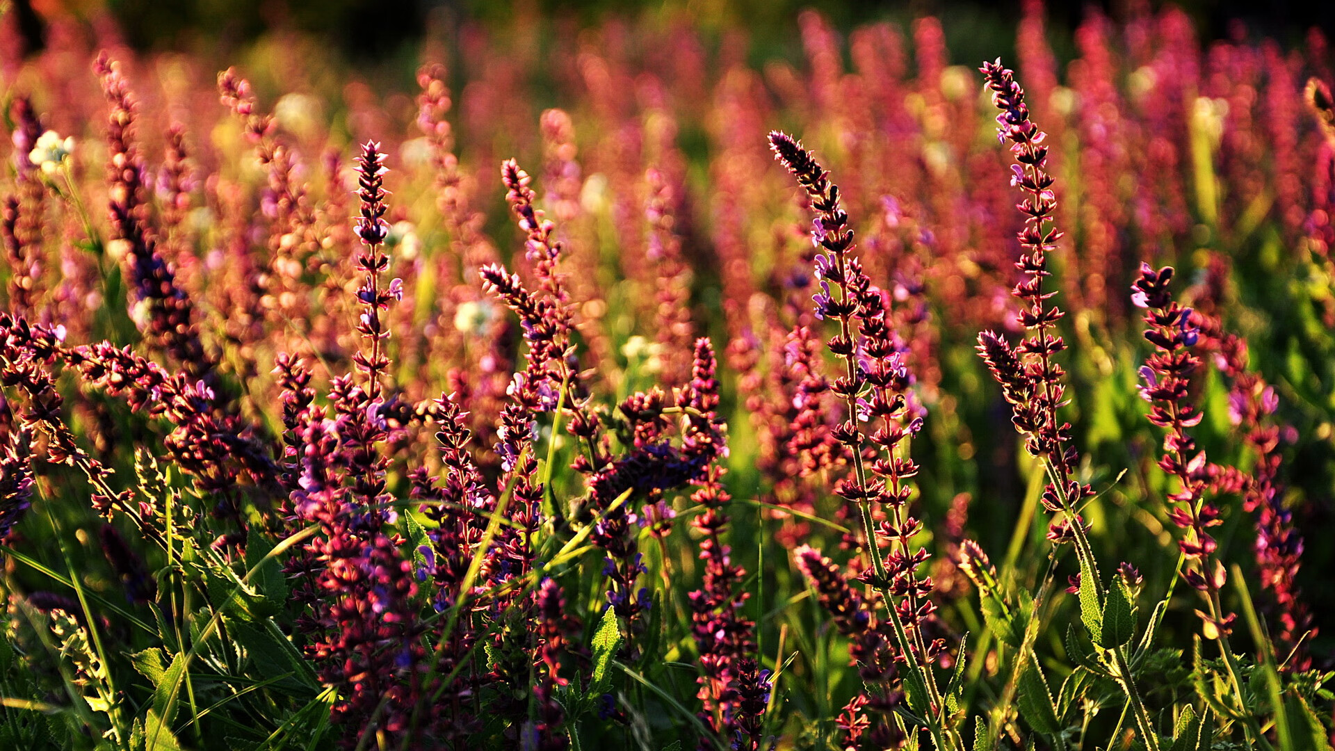 解锁接管密码，从尼斯斩落巴萨到迪巴拉F1式主宰