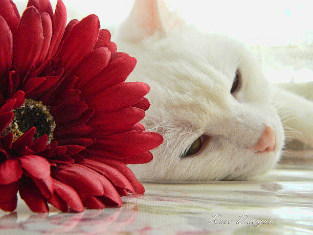 终结尤文,接管未来,一场足球革命的预言