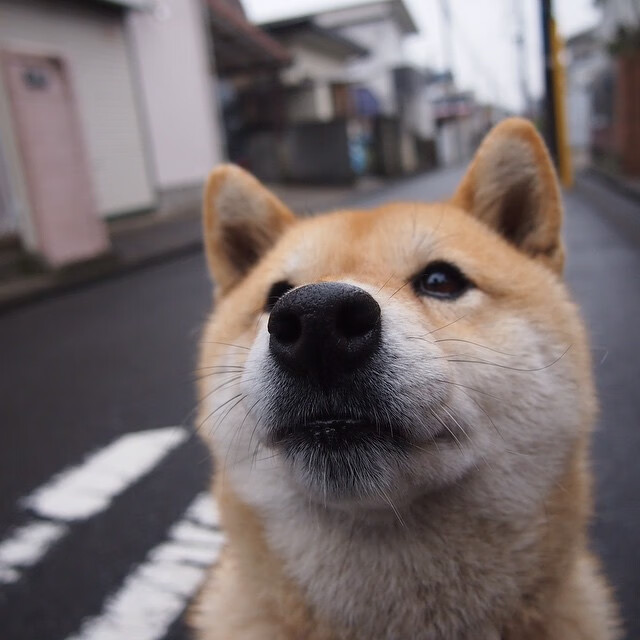 先锋摧城拔寨，新王加冕封神，当开拓者挥镰收割独行侠，小贾伦已统治全场