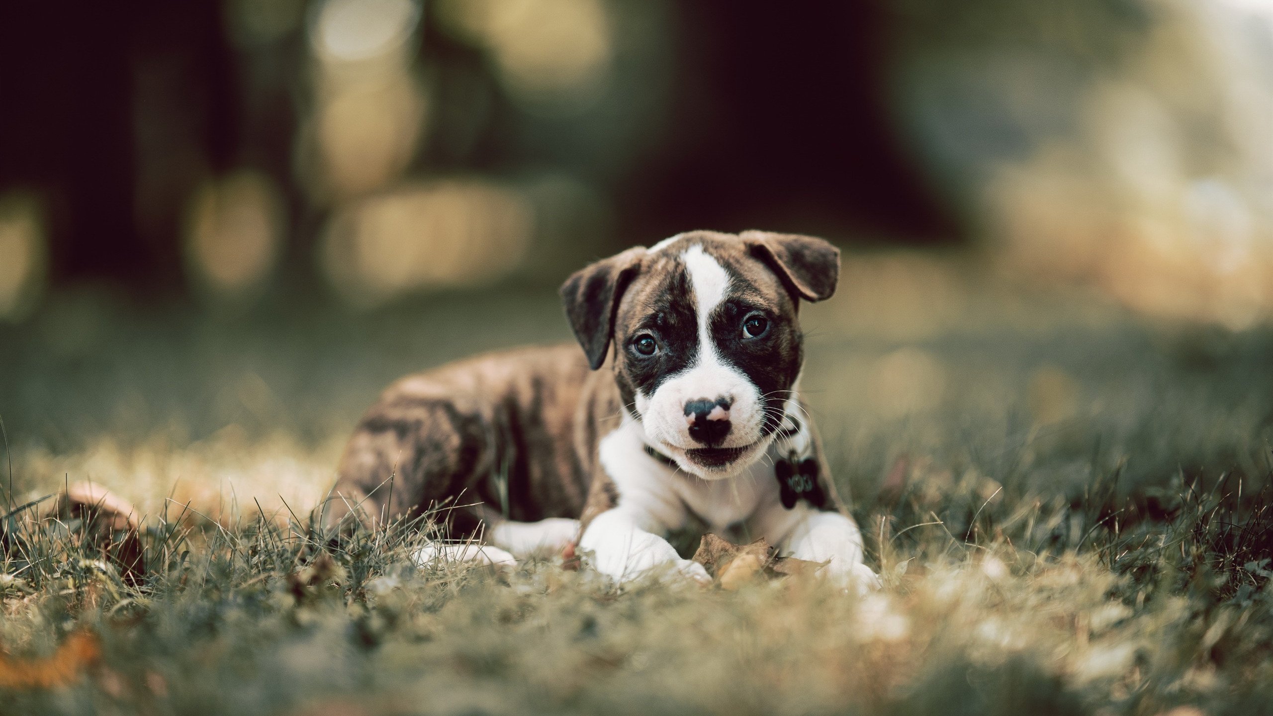 单节风暴掀翻卫冕冠军，锡安三记重锤定江山