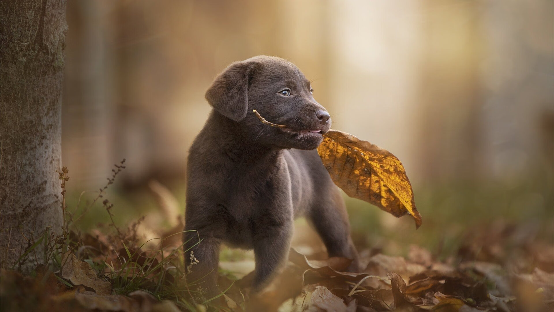 篮网生死战告捷,哈利伯顿英超式接管演绎跨域传奇