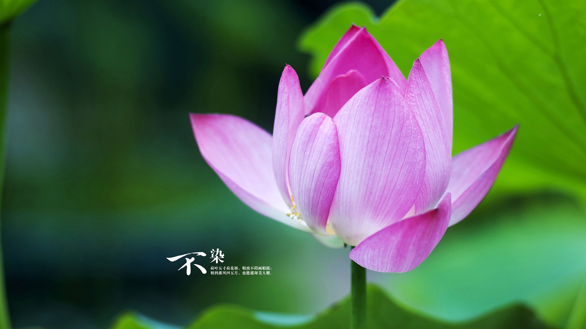 铁壁锁油狼，神锋一剑封喉，阿诺德麾下加纳绝杀沙特，H组战局风云突变